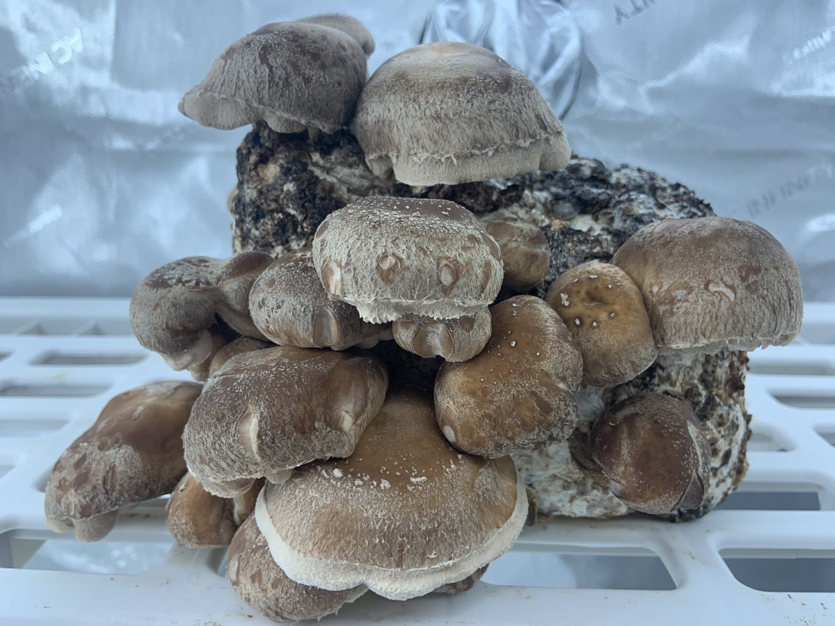 My second shiitake block is looking a lot healthier than the first one.