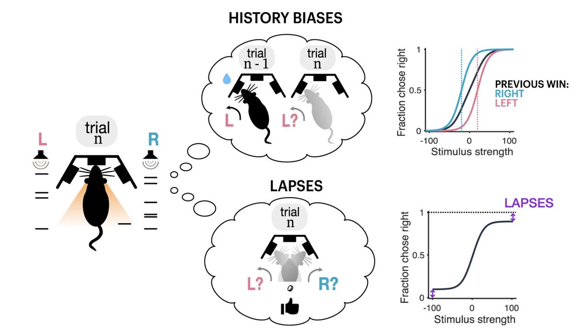 Not all lapses are random errors! We show that lapses in decision-making can arise systematically and predictably from trial-history biases. 👀Check out our new paper about this 👀 nature.com/articles/s4146…