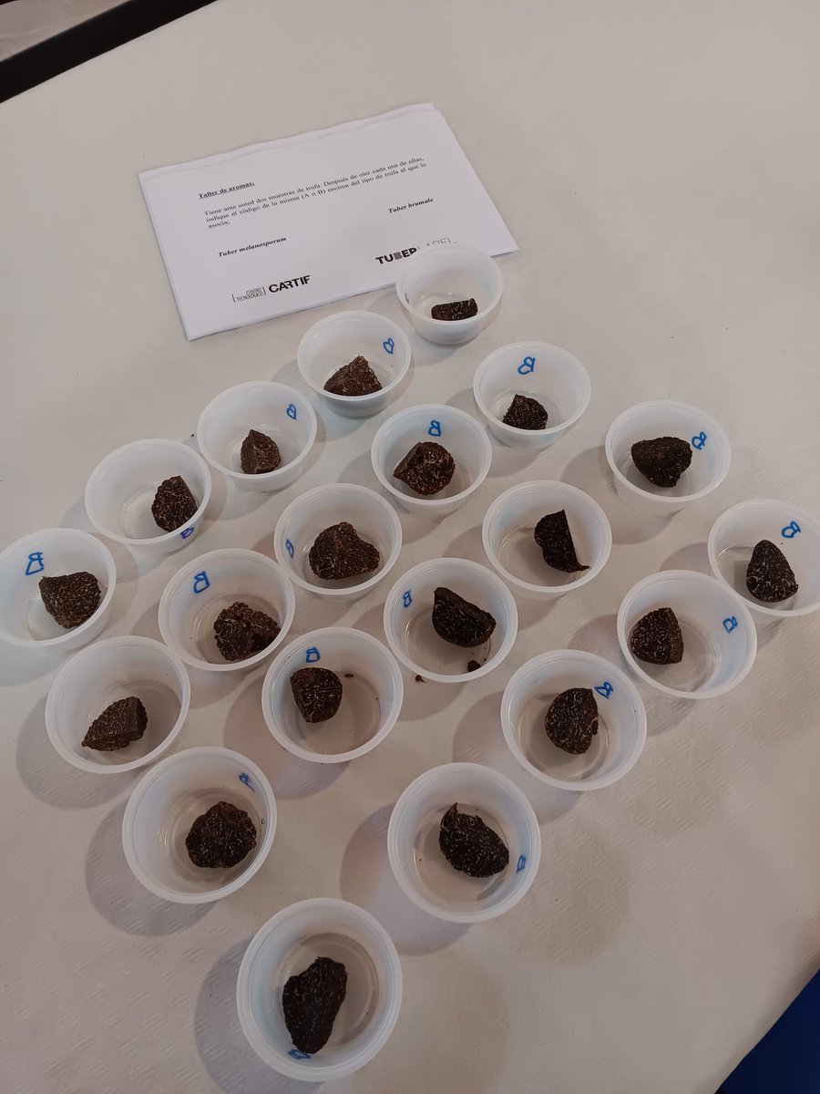 TebaTorres's tweet photo. Estupenda jornada en #Covarrubias @TebaTorres  y @BelenBlanco_RD @CARTIFCT en la feria de la trufa negra, con @tuberlabel, taller de aromas en trufa fresca https://t.co/qSZg0vKv4D