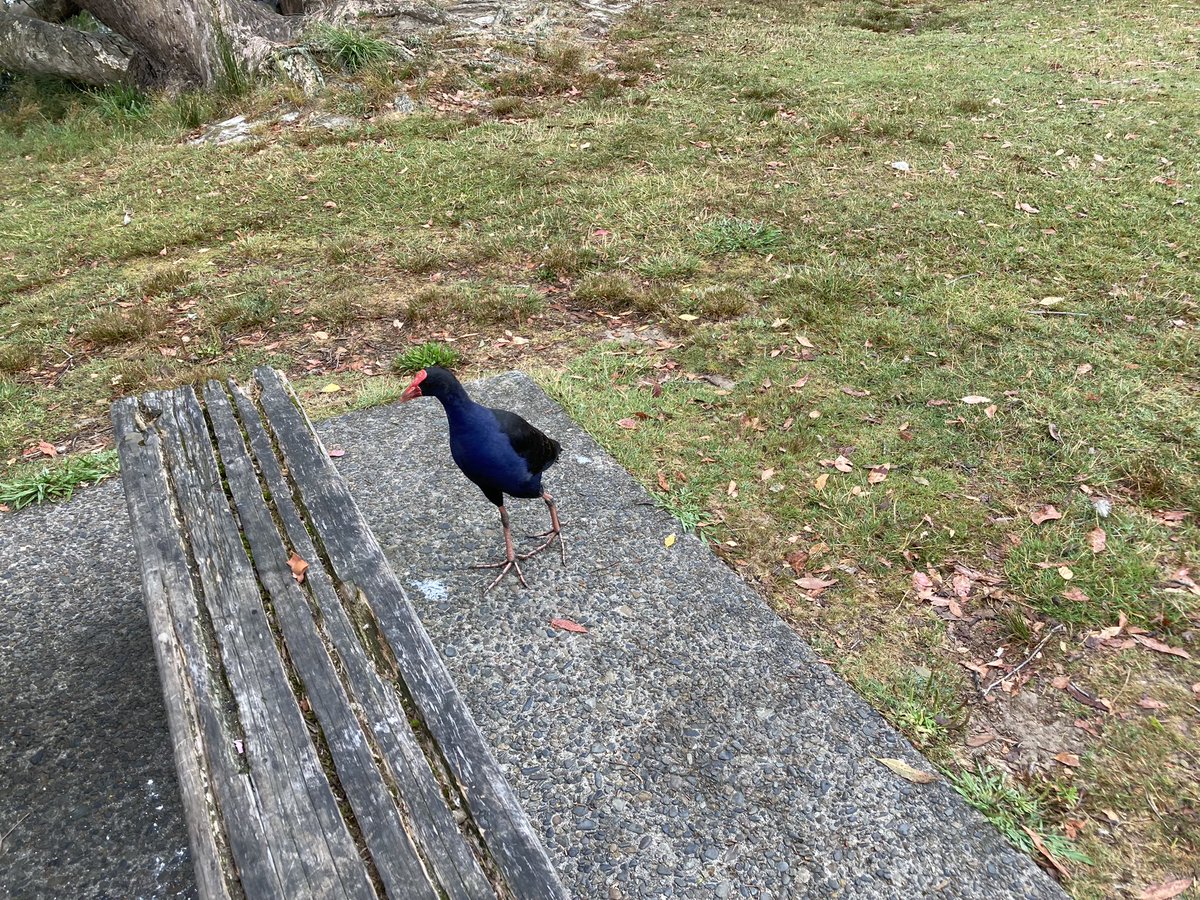 NnninNZ's tweet image. 多分ね、私が美味しいものを食べてると思って、おこぼれ目当てで近づいて来たのよね、プケちゃん😆 #コーヒー 飲んでるだけなのよね… #pukeko