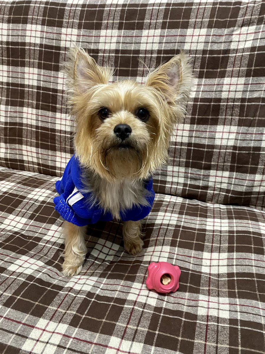 sellePLAYS's tweet image. Self-Care Woofy Saturday ✅

#PrincessAlex #Lexsa