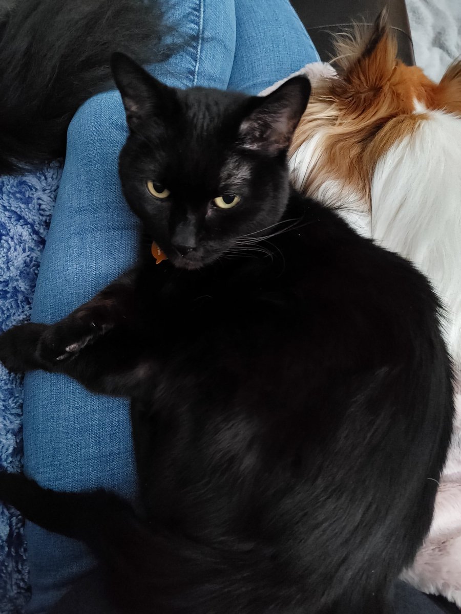 grizzlygirl87's tweet image. Happy Caturday from my mini black panther to you and yours. 

#HappyCaturday #VoidKitty