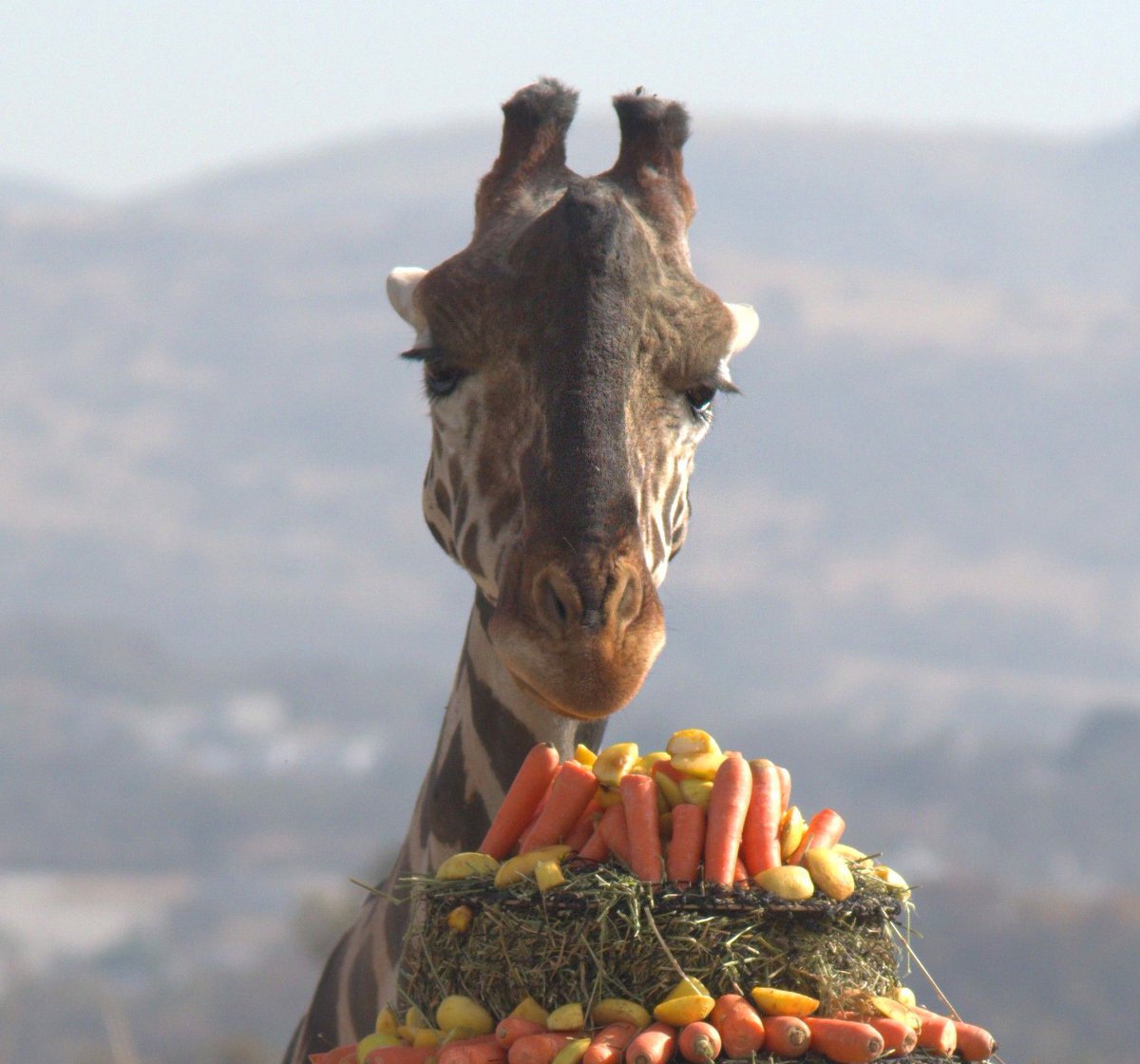 AfricamSafari's tweet photo. 🌟 Benito finalmente se reunió con su familia y qué mejor manera de celebrarlo que con un desayuno especial. En Africam, amamos consentirlos a todos, así que les preparamos un pastel con sus cosas favoritas para darle la bienvenida a Benito. 🎉 ¡El rebaño se unió a la celebración y fue una experiencia inolvidable! ❤️