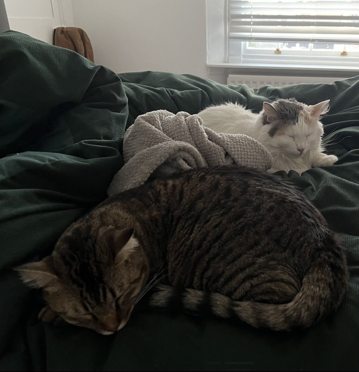 Sorry for being so quiet lately, our life has been a little chaotic 😅 <a href="/NicolePikapi/">Nicole</a> and I have finally moved half way around the world to the United Kingdom 🇬🇧 🥳

P.S Lila and Lucky are with us too ❤️