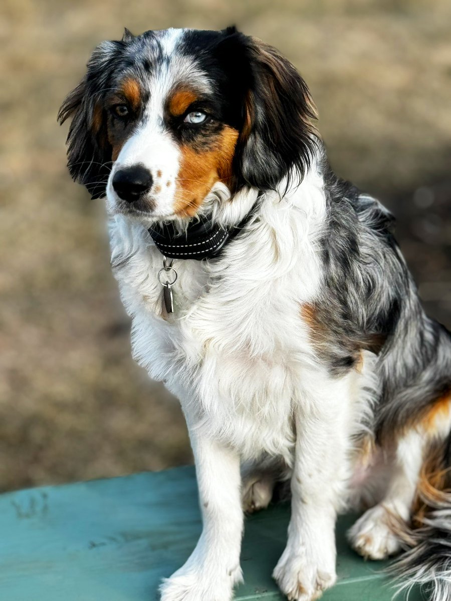 CyleJohnson5's tweet photo. #aussalier #aussaliers 6 Months 2 Weeks old. The best pups ever! These guys are brilliant in every way. https://t.co/kzrNCJpRa2