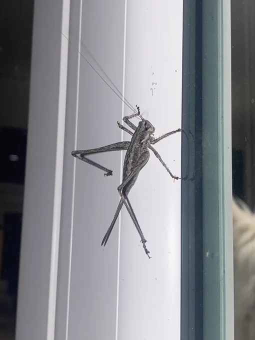 Katydids  