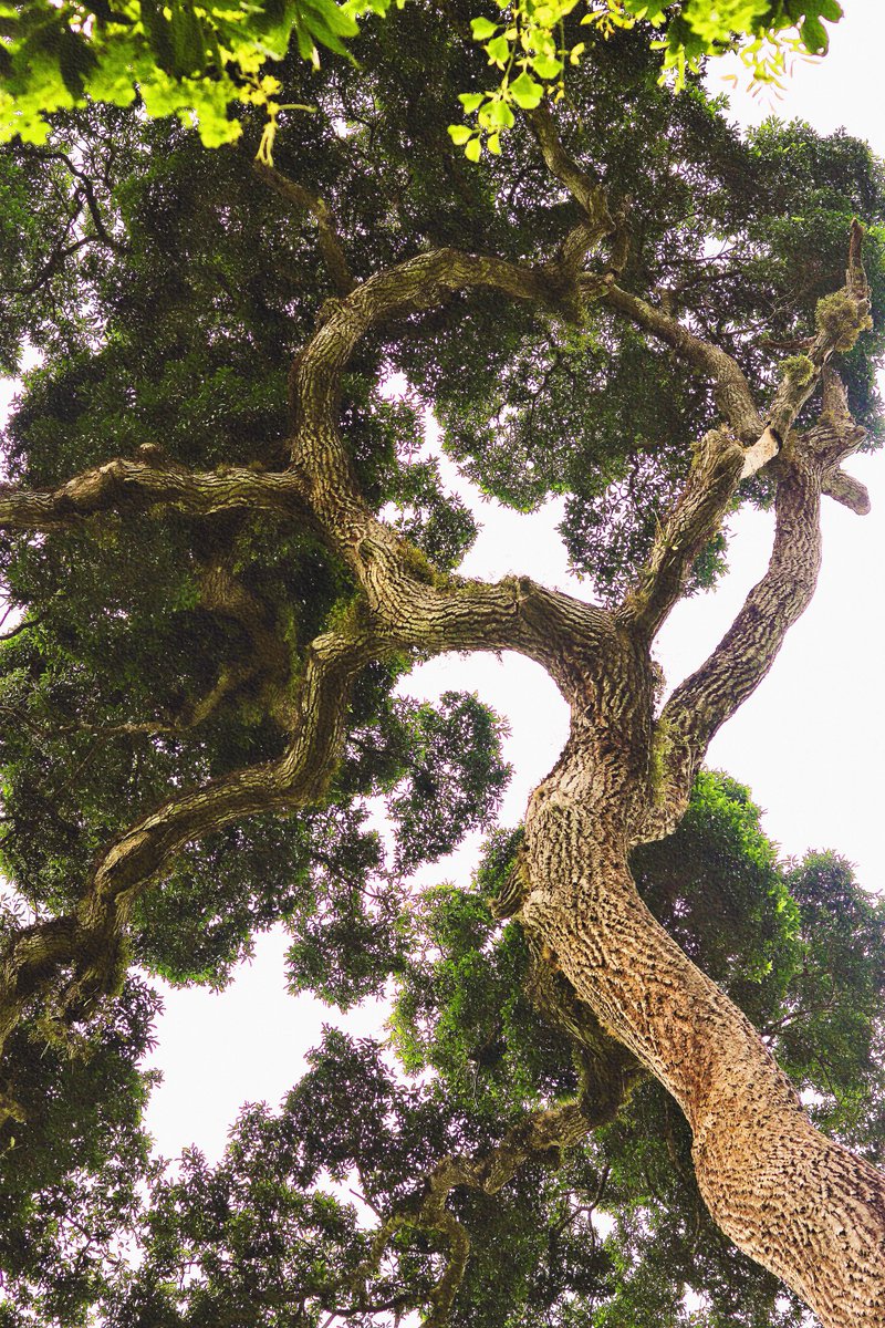 joaotofolii's tweet photo. O quão complexa é a formação de uma árvore né? 🌳essa da foto tem mais de 50 metros de altura e faz parte da “trilha das árvores gigantes, em Porto Ferreira” https://t.co/wYWwWTdDG7