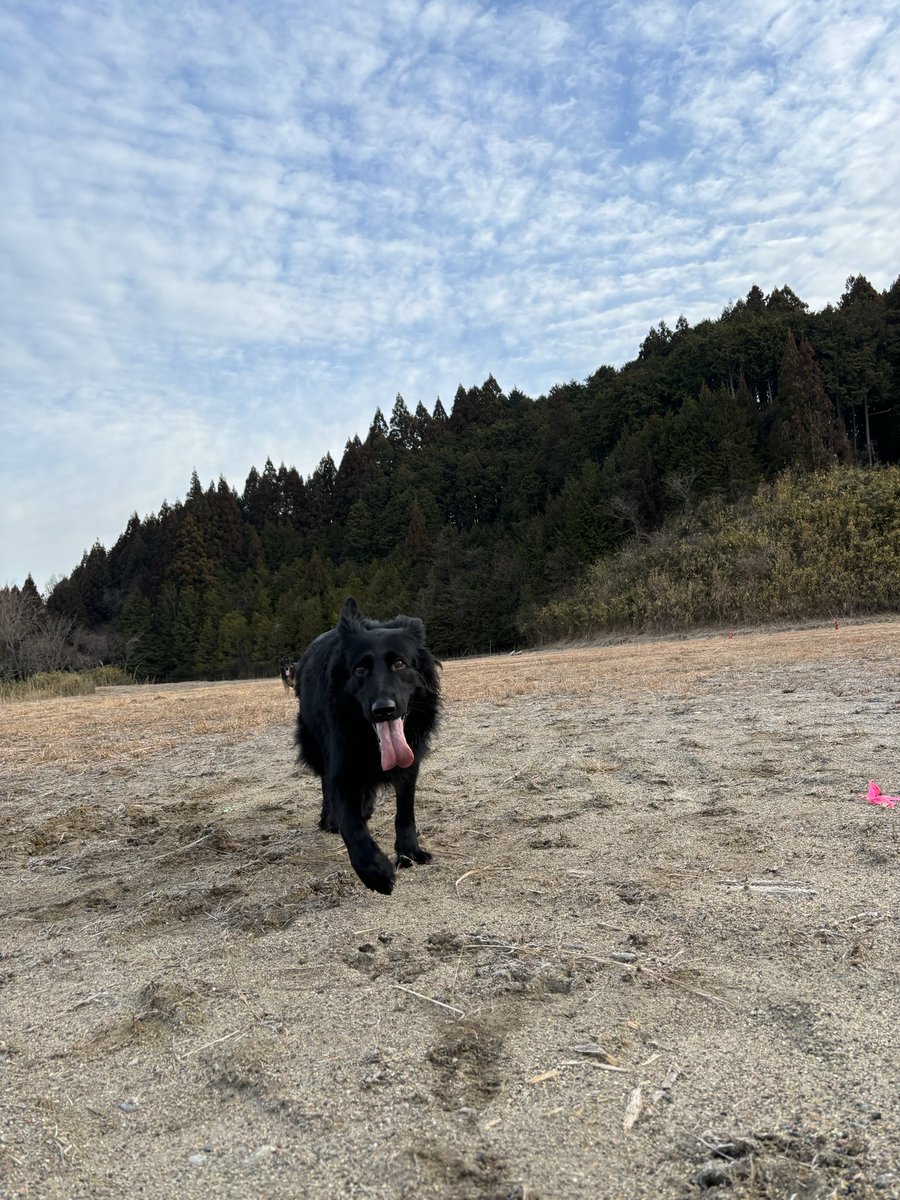 vanbee1230's tweet photo. 今日は朝活からの名古屋わんにゃんドームに行く予定。見かけたら声掛けてください😄
 #展覧会系ブラックシェパード 
 #ブラックシェパード 
 #ジャーマンシェパード 
 #わんにゃんドーム 
 #partnerっ子 https://t.co/w86BBDJod8
