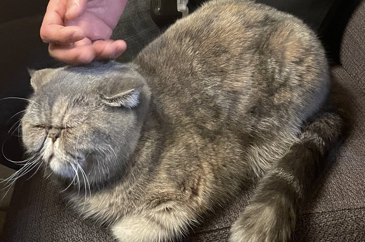 かお！😂

#猫 #エキゾチックショートヘア  #ねこのいる生活 #猫好きさんと繋がりたい