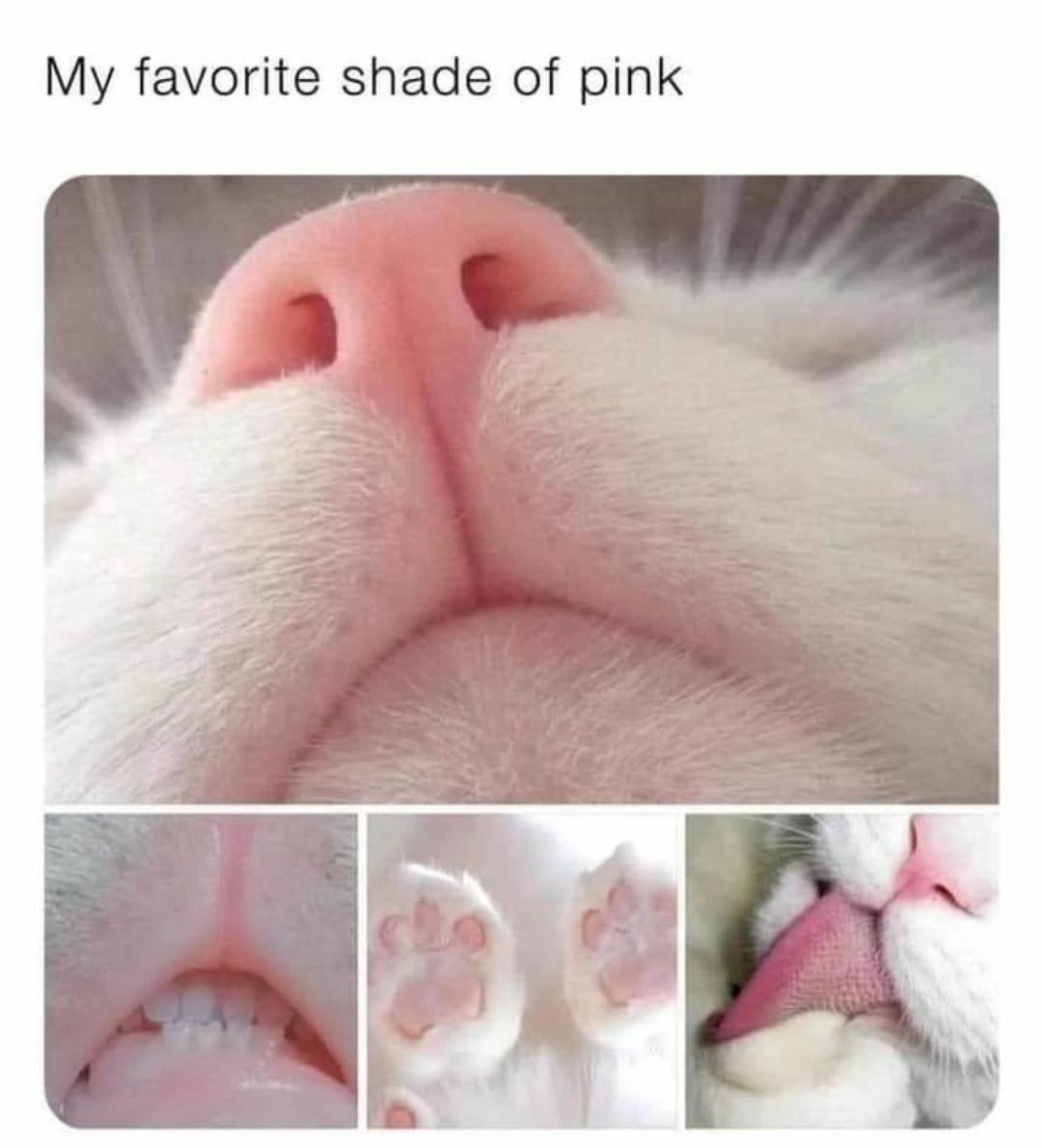 cats with powerful impression 🐾 tweet media