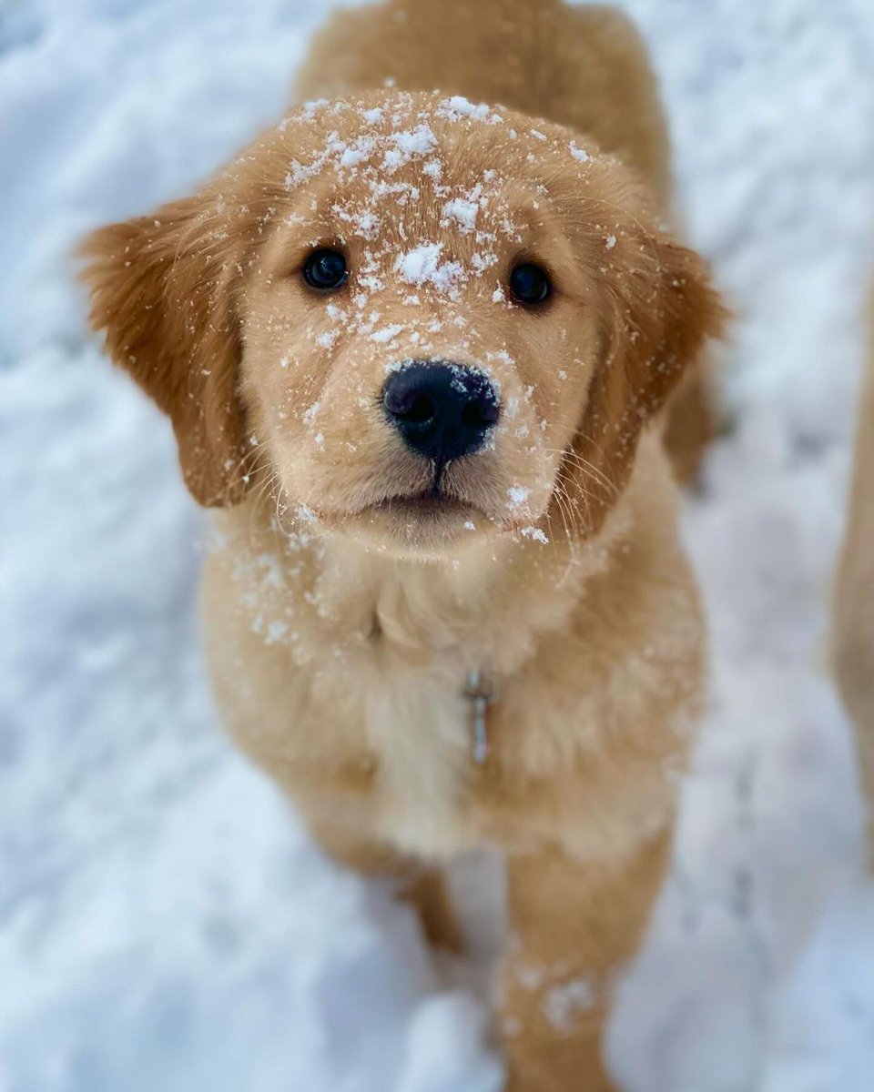 GoldenClub50's tweet photo. Today best photos Golden retriever puppy so cute ❤️🔥 https://t.co/sI6eCUzOAB