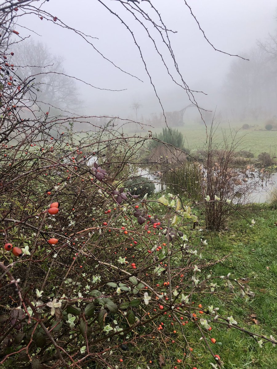 Hips on the dog roses providing welcome colour on these misty days, even as the wild honeysuckle starts to gear up. And a bramble or two that I shall deal with next time I pass with clippers in hand… #mygarden #GardeningTwitter #dogrose #wildlifepond #TheLostGardenOfLoughrigg