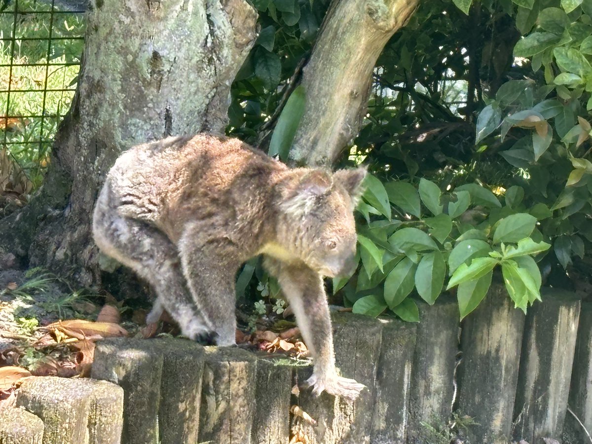 LeesaMareeJ's tweet photo. A very Australian weekend at my folks place!  #Minjerriba #aussieas https://t.co/YROlU04hho