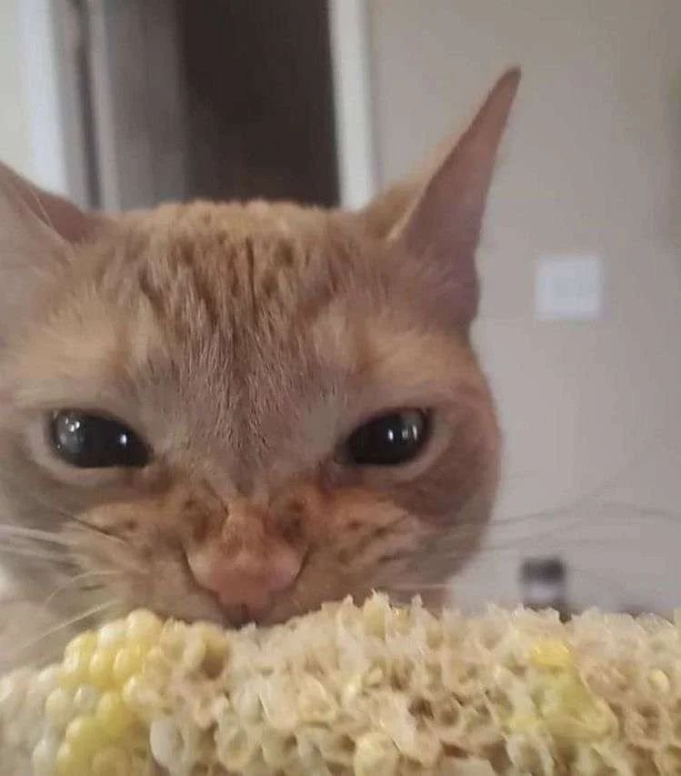 Punch Cat tweet media