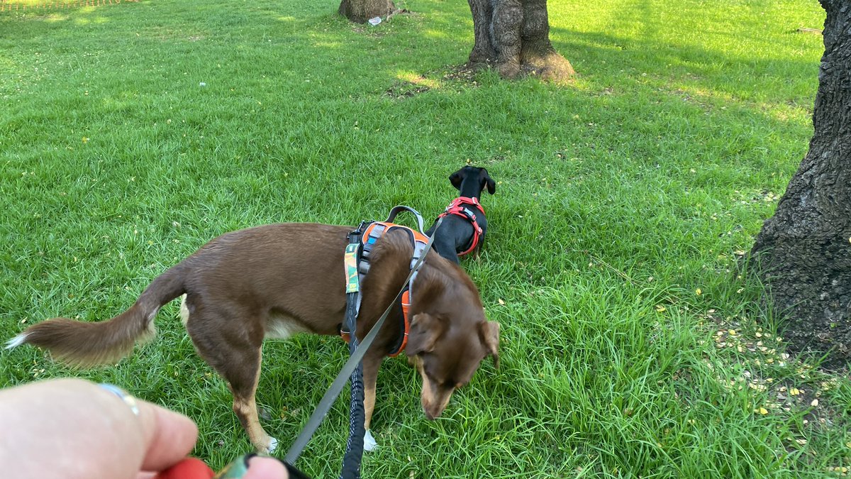 yesiammr's tweet photo. @Matias92__ Me encanta salir temprano con short y polera a pasear a los cachorros. Esa foto es en Ñuñoa a las 8 AM 🌈 https://t.co/VfjlTklQGb