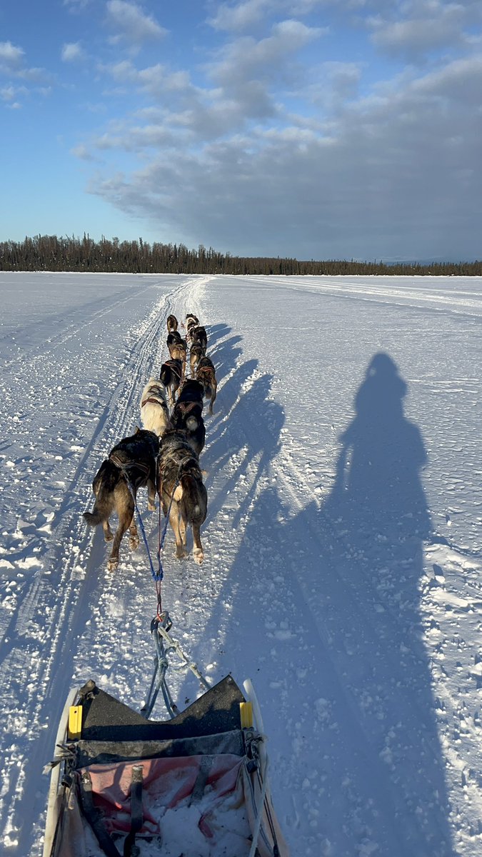 Damned cold run today - was -22 when I got up this morning, -6 when I started hooking dogs up, and felt like at least -20 in the swamps 😬 but we saw 8 other dog teams, and 2 snow machines out enjoying the trails in the cold today!