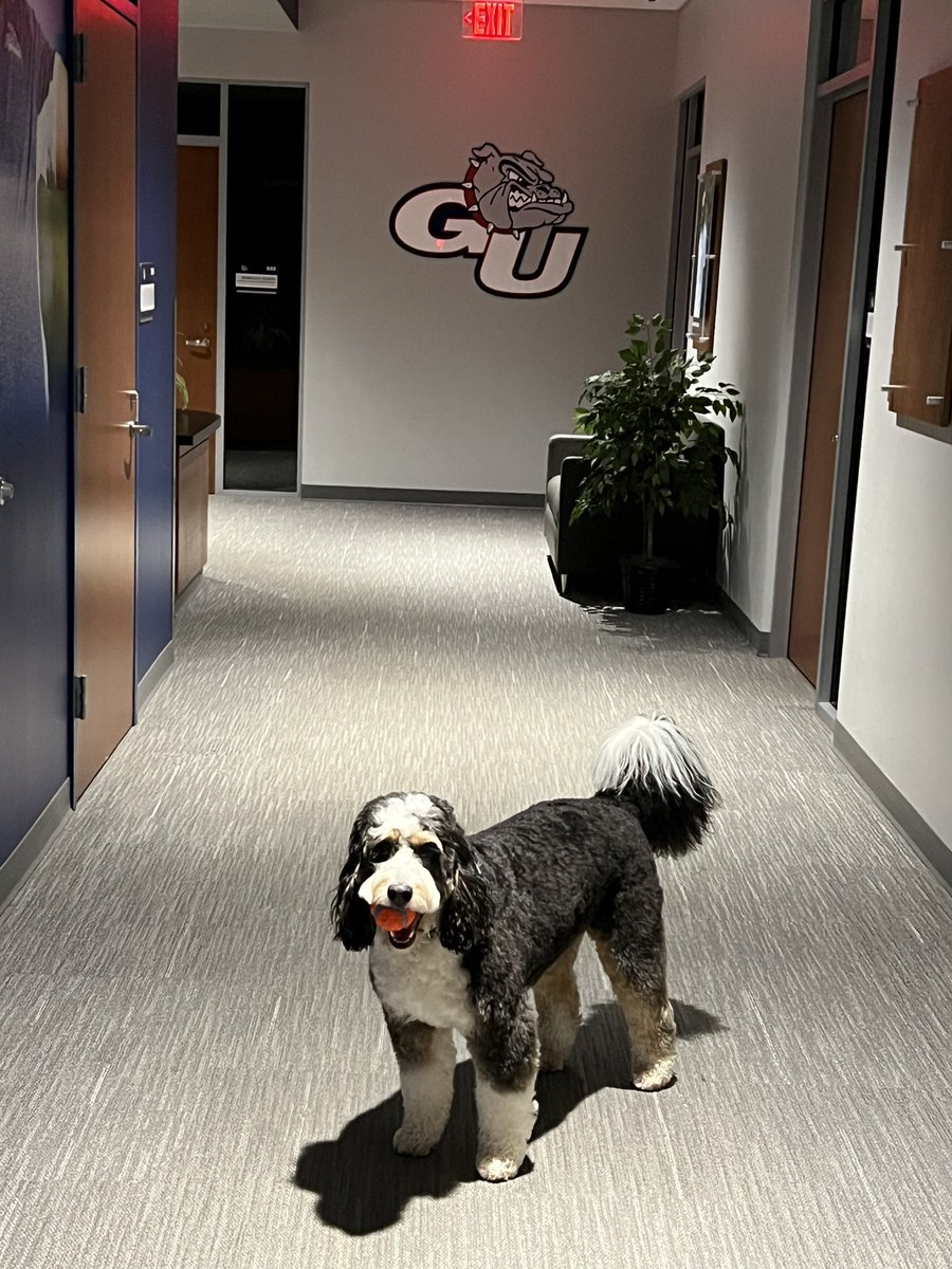 ThayneMcCulloh's tweet photo. Ready Zags?  Let’s play.
@GonzagaBulldogs 
it’s Harley @EmilyMcculloh https://t.co/N76c0sbrNl