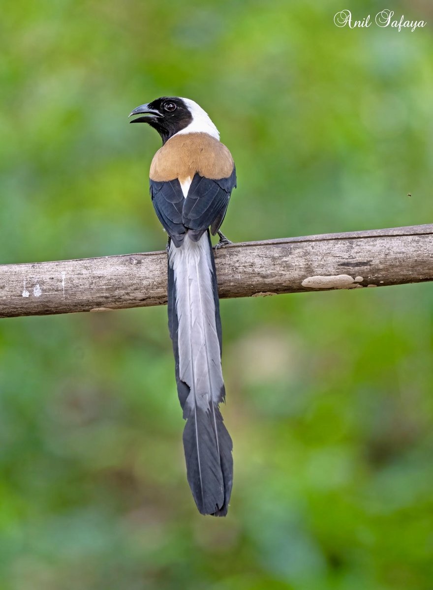 'The privilege of a lifetime is to become who you truly are.'

Rufous treepie
#incrediblebirding #TwitterNatureCommunity #IndiAves #NaturePhotography #BirdsPhotography #BirdTwitter #birdwatching #BBCWildlifePOTD #NatureBeauty