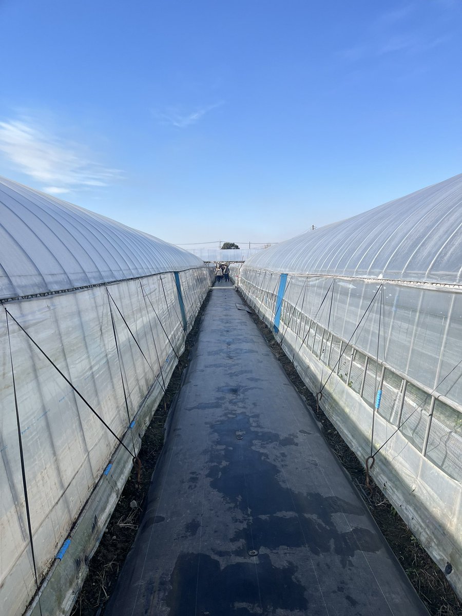 おはる tweet media