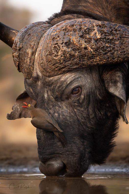 An African Buffalo, weighing in at almost a ton, with a Red Billed Oxpecker, weighing in at a few grams.