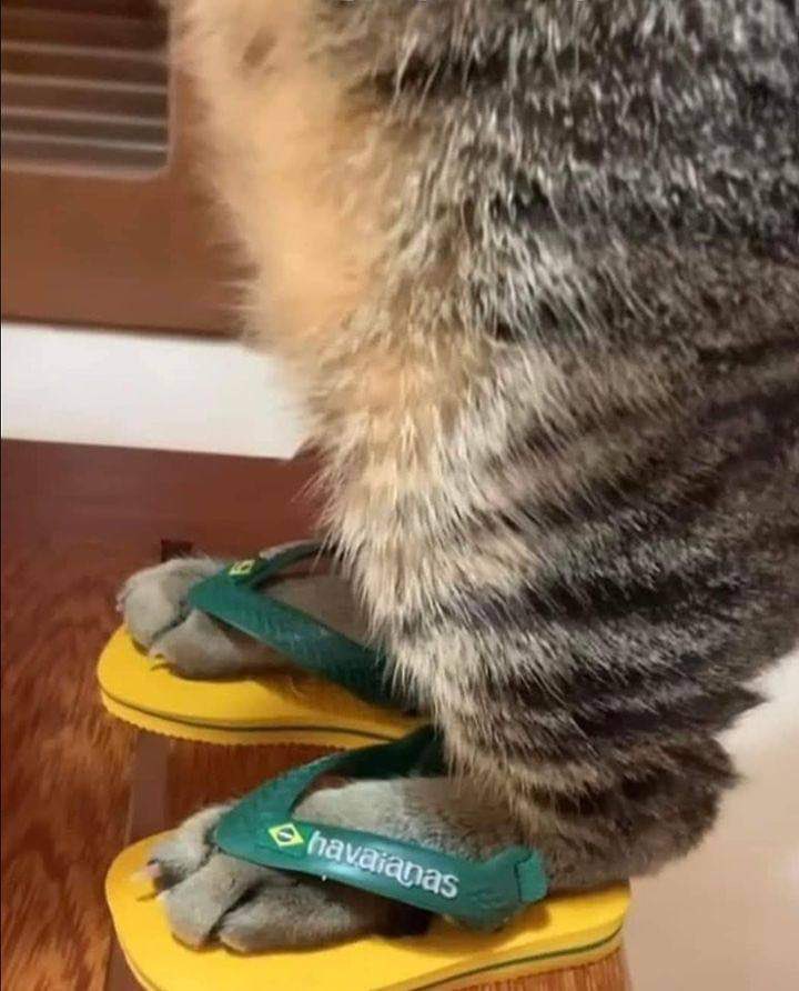 é o gato de havaianas passando na sua timeline