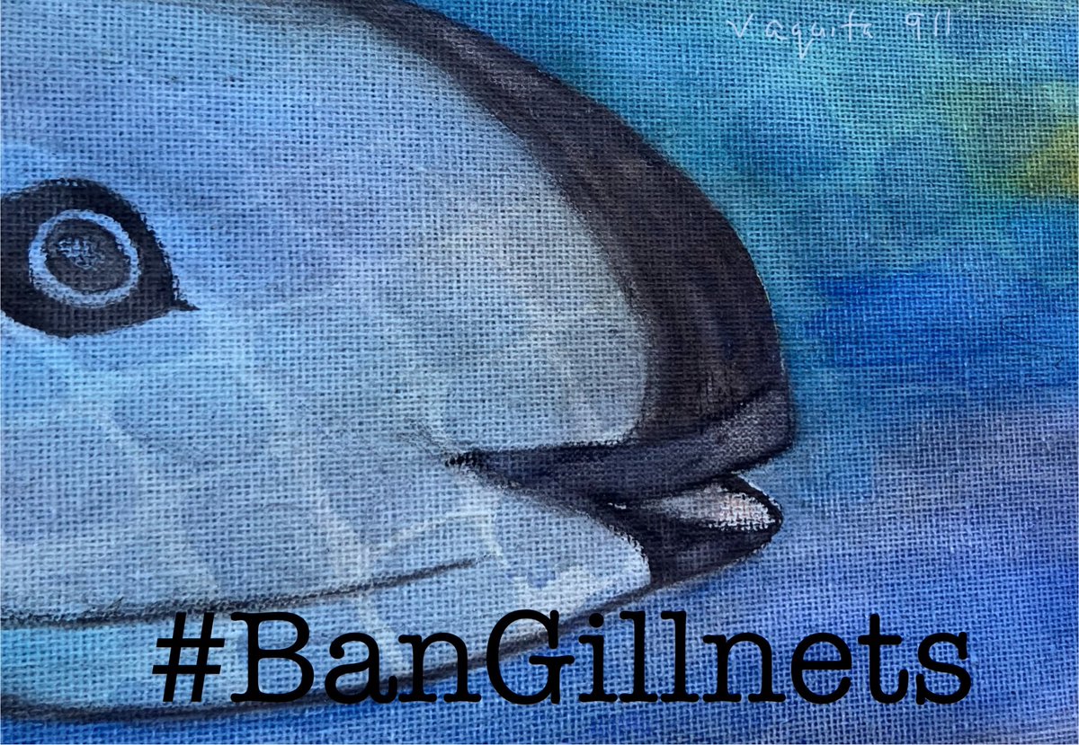 Vaquita have no chance of survival unless their Vaquita Refuge is free from gillnets, ghostnets and snagged nets. 

#ExtinctionIsForever
#BanGillnets
#EnforceTheBan
#ExtinctionAlert