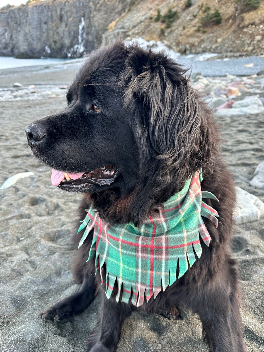 My big boy Jake Doyle livin his best life 🐾❤️🐾 #Newfoundland-dog #NLDogs #LBMCOC