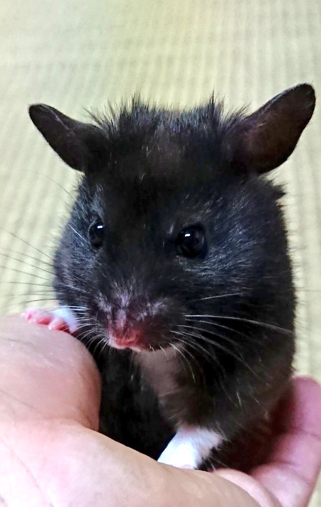 へむち tweet media