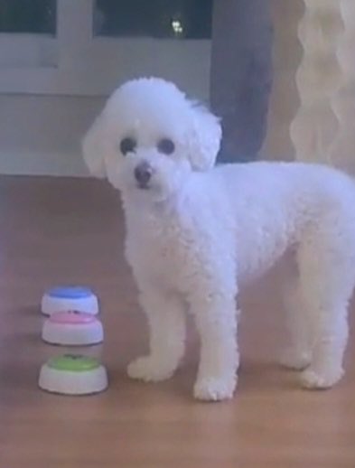 enhypenweverse's tweet photo. [ #성훈’s Post ] 240128

#SUNGHOON: 🐩

@ENHYPEN_members @ENHYPEN #ENHYPEN #엔하이픈 https://t.co/SQy3ELXf53