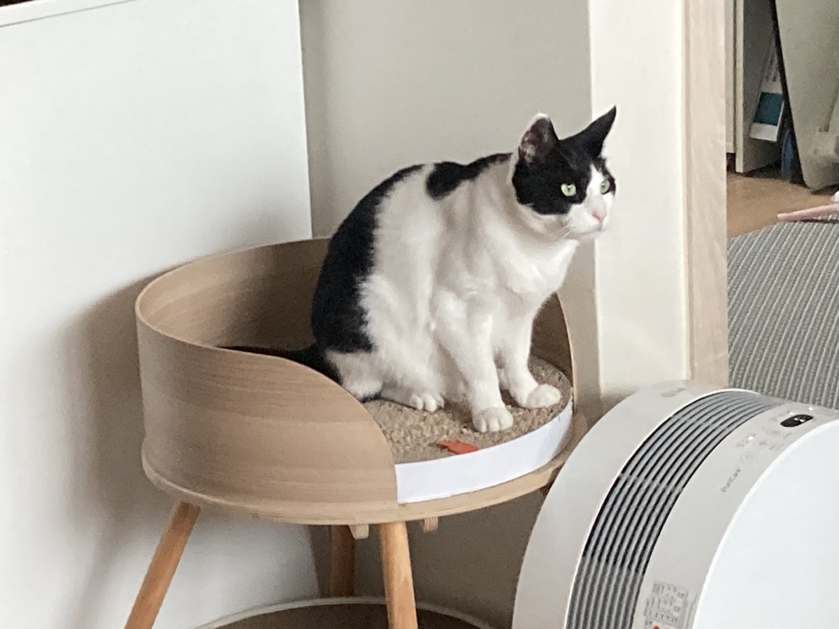 Bengal_BaekRang's tweet image. 요거 또 탐라에 돌아왔길래👀 우리집에서 제일 근육 많고 제일 목소리 병아리인 애