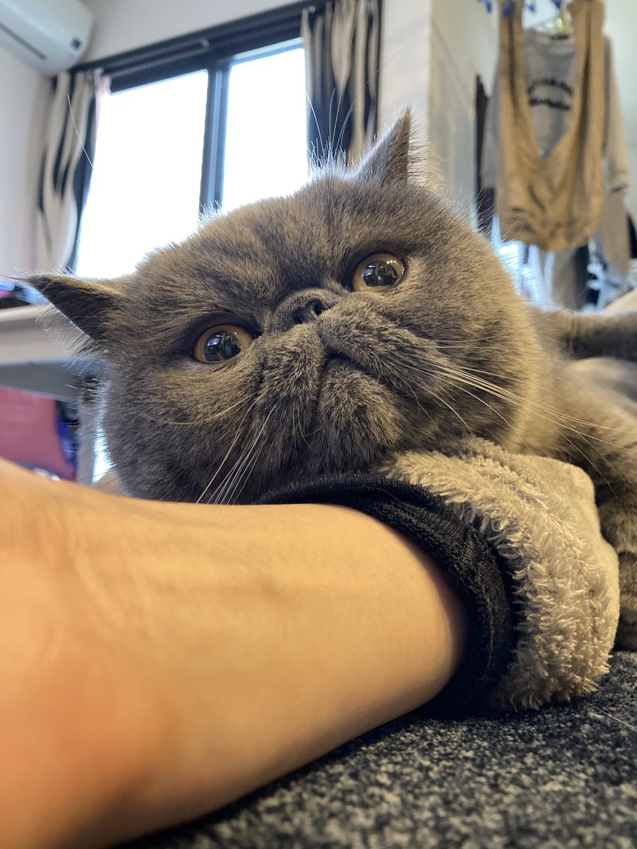 ginto1818's tweet photo. 最近まとわりつくのが好きみたい♪🐈

#エキゾチックショートヘア #ねこすたぐらむ #ねこのいる生活
#猫のいる暮らし #猫好きさんと繋がりたい #ねこのきもち #pecoねこ部 #サンデイ #catsta https://t.co/vKarsnX0b0