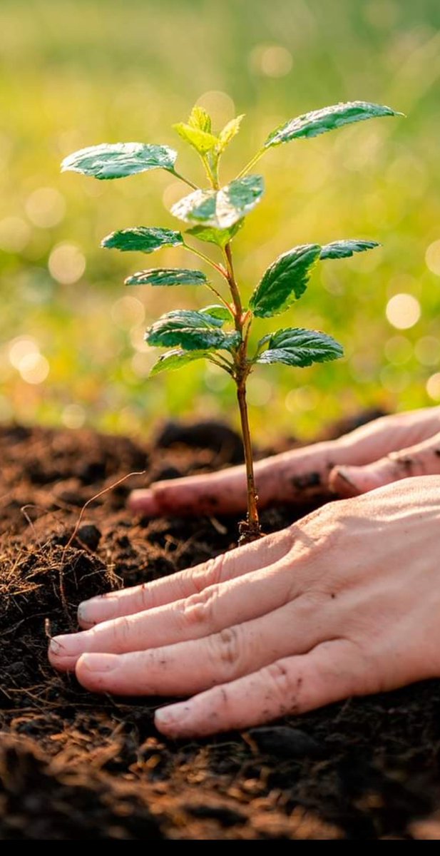 Siembralo, cuídalo y asistelo hasta que sea un adulto