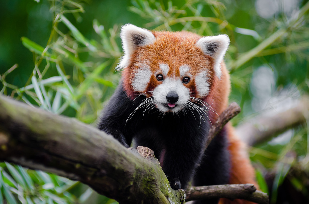 Red Panda Every Hour! (@redpandaeveryhr) on Twitter photo 