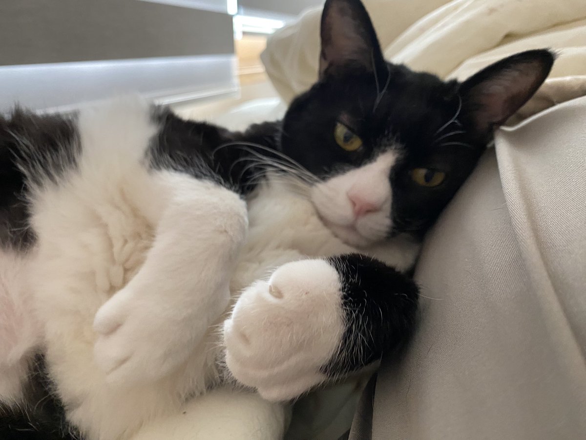 pinpinlulu's tweet image. 옆에 고양이가 이렇게 누워있는데 어떻게 일어나서 일을 합니까???