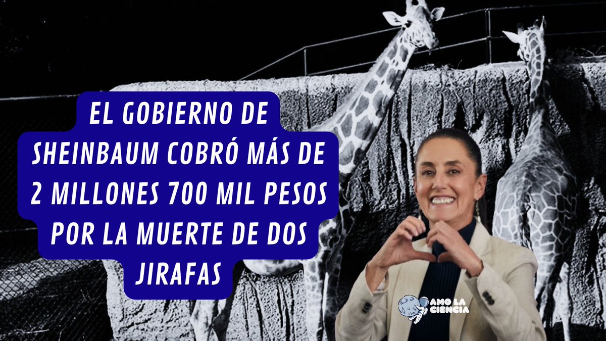 El gobierno de Sheinbaum cobró más de 2 millones 700 mil pesos por el seguro de dos jirafas.

Chacho y Kenia murieron por "choque", eran de los animales más queridos del zoológico de Chapultepec y su muerte fue ocultada al público.

Con Sheinbaum-Batres han muerto 7 jirafas.