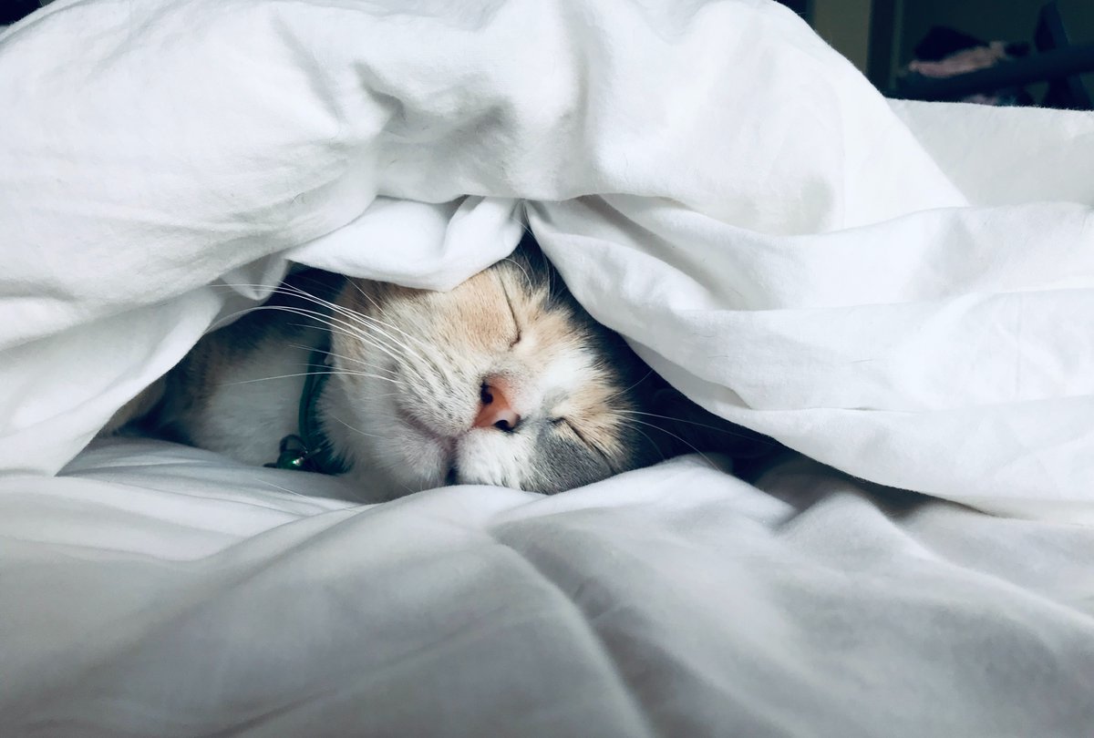 Goodnight. 🙏🌠

#goodnight #GoodNightTwitterWorld #GoodNightEveryone #cats #Caturday