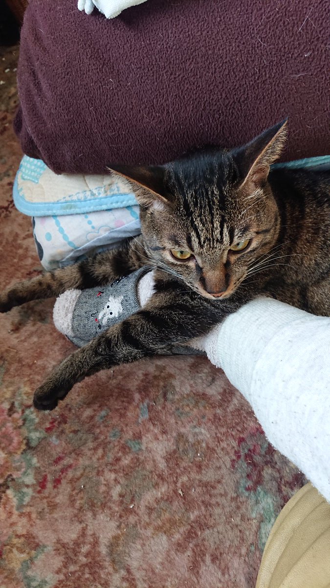 動きたいのに動けないやつ…
#猫がいる暮らし #キジトラ 
#猫あるある