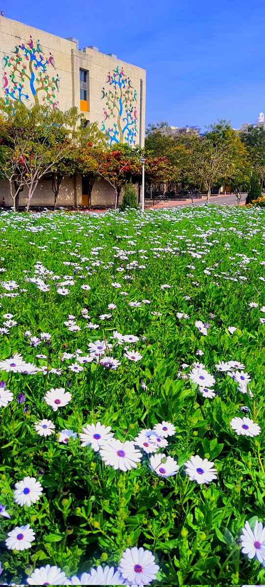 🌺✨ The flower garden at @IiserBhopal paints the campus in a kaleidoscope of colors, making every stroll a feast for the eyes. Nature's palette blooms at IISERB, adding vibrancy to our academic haven. 🌈🏞️ #IISERBhopal #FloralSpectacle #CampusBeauty #NaturePhotograhpy #nature