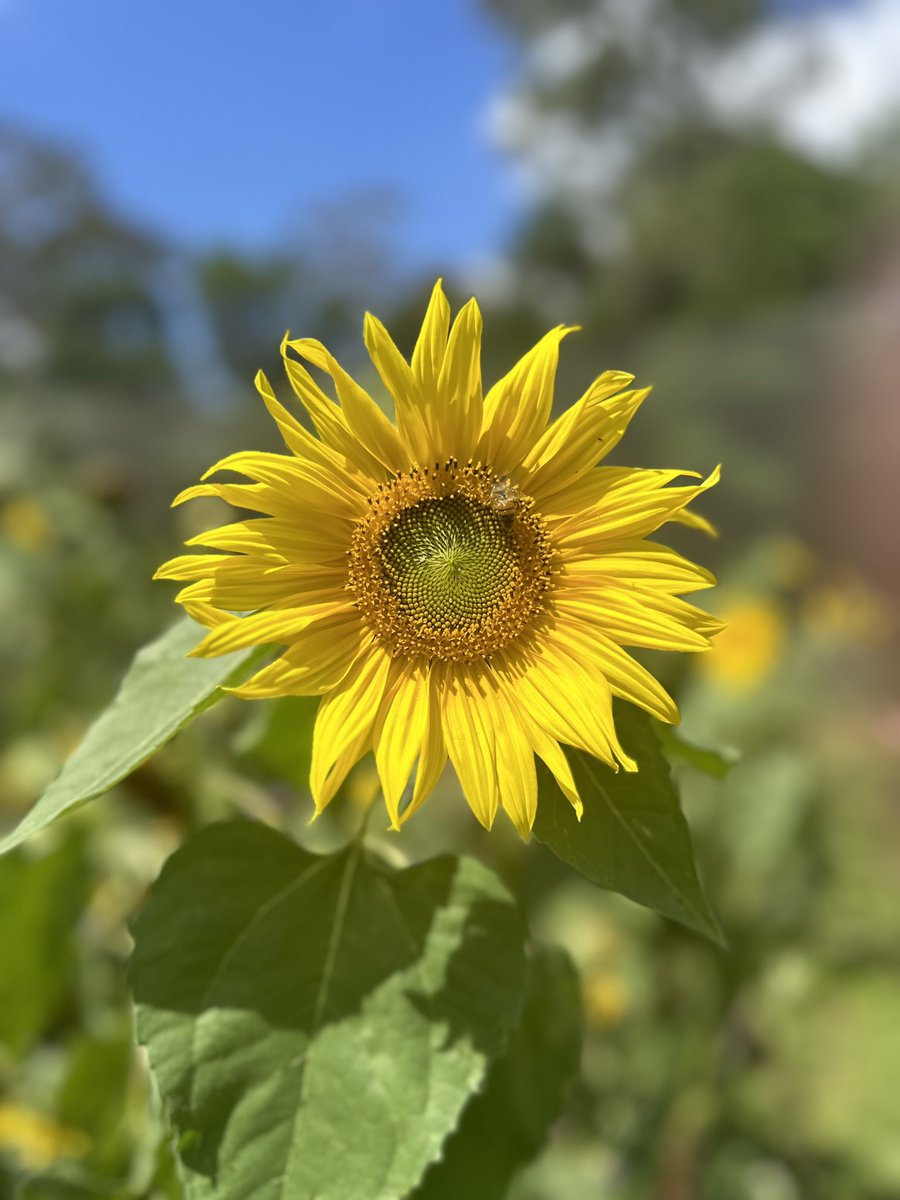 Sunday consisted of sunshine, smiles &amp; sunflowers 🌻 🐾 ☀️ 💞
