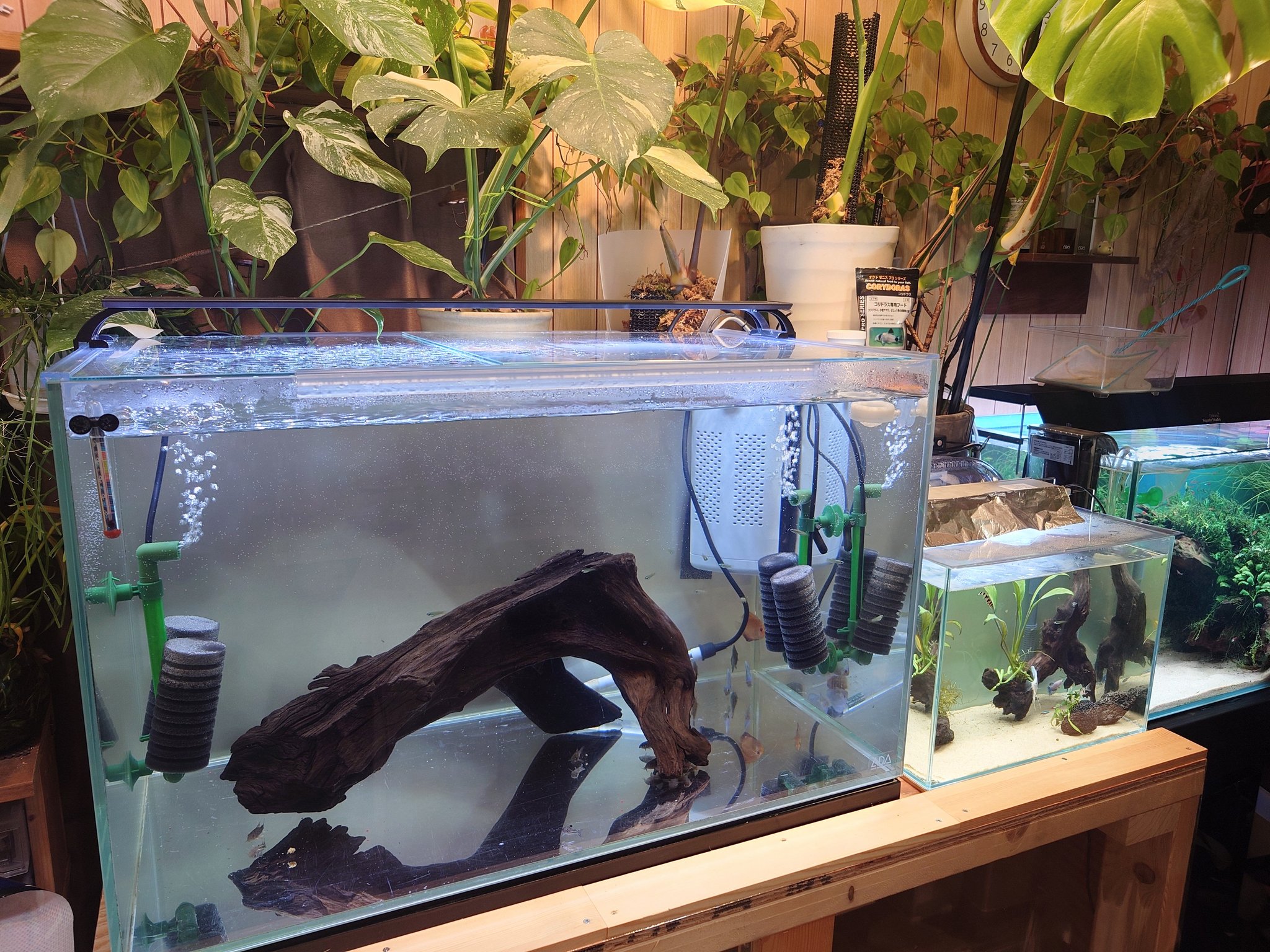 レモン作家氏の植物日記 on X: レモン作家氏の植物日記 on X: