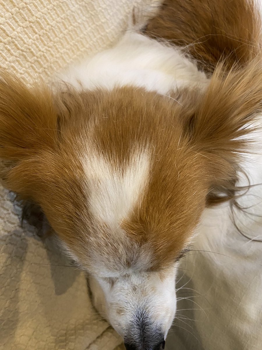 11歳ジャックです！
ちょっといびつですが、ハート❤️
＃パピヨン