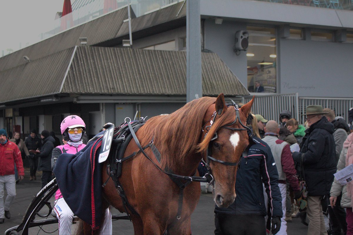 Gros coup de ❤️ pour HOOKER BERRY @JMBfanpage <a href="/nicolasbazire7/">Bazire Nicolas</a> dans le #prixamerique2024 🇺🇸

Et vous ?

<a href="/horseturfpro/">Horseturfpro 🐎</a> 

📸 mariine_photography