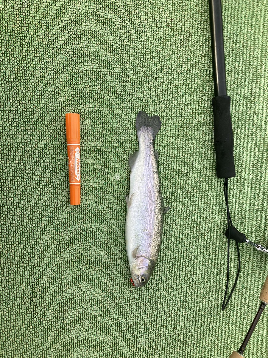 watarutoshizen's tweet photo. 今日は、気温最大12度ぐらいだったが、水が綺麗で魚体が見えたが、だいぶ活性度が上がっていた昼ごろ　色はクリア、からし https://t.co/FjA7zOtxjv
