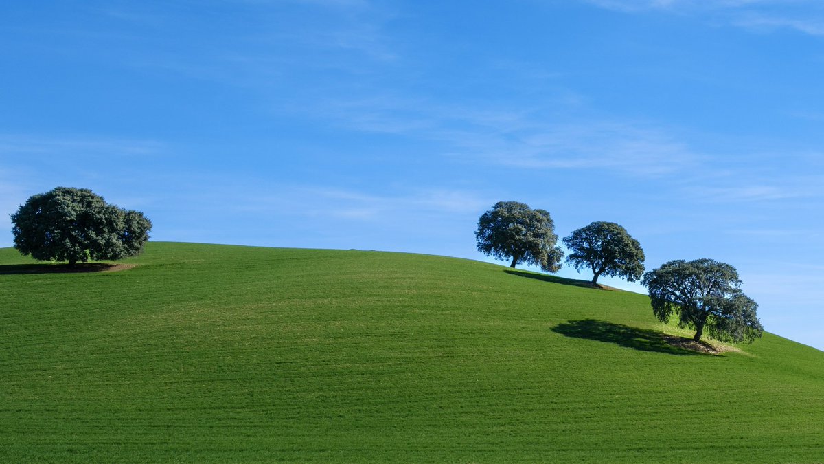 CM_MalagaFoto's tweet photo. Driving to and from Montefrío yesterday was a “wow” and “bloody hell” fest for my eyes. Glorious countryside, with olive groves on rolling hills, blossoming almond trees and magnificent views. Absolutely stunning part of Andalucía. https://t.co/kdDcIPzHpY