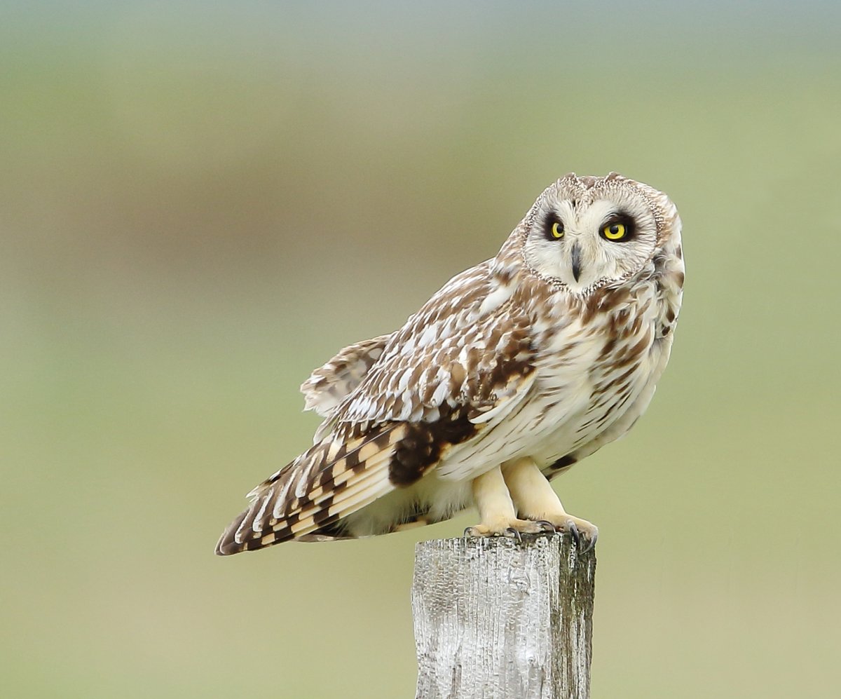 Beautiful shot of a Short-eared Owl uploaded to Birdingplaces.eu by Dave Soons.
<a href="/pfmulligan/">Paul Mulligan</a> <a href="/viv_keene/">Viv Keene</a> <a href="/oldman65Suffolk/">Old Man of Minsmere</a> @Jones658S <a href="/marcjroberts/">the invisible man</a> <a href="/lynher/">Andy Johnson</a> <a href="/JamesTimms5/">James Timms</a> <a href="/tourscotland/">Sandy Stevenson</a> <a href="/SimonWood27/">Simon Wood</a> <a href="/URewilding/">Urban Rewilding 🦊 River Len Maidstone</a> <a href="/kromerpics/">Jack Kromer</a> <a href="/AdamHillPhoto/">Adam Hill</a> @woodlandbirder <a href="/DWPippy/">David W Pippy</a> <a href="/rtaylorjones/">richard taylor-jones</a>