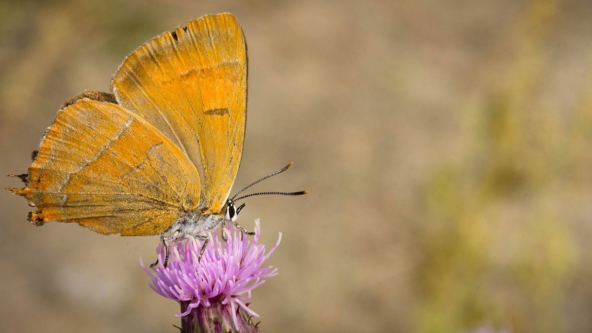 MeInTheMiddleX's tweet photo. #Dag28 van de #Vlindermaand met in de hoofdrol de #Sleedoornpage Brown #hairstreak (#Thecla betulae) vlinder op Akkerdistel, eitjes op de Sleedoorn, vlinder op fotograaf en een close up van eitje in de winter.
Met dank aan @ErikDePay https://t.co/6dmsQwjZ1w