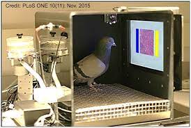 if we train pigeons

in skinner boxes

to do all our chores

they will conspire

and stage a "coo"