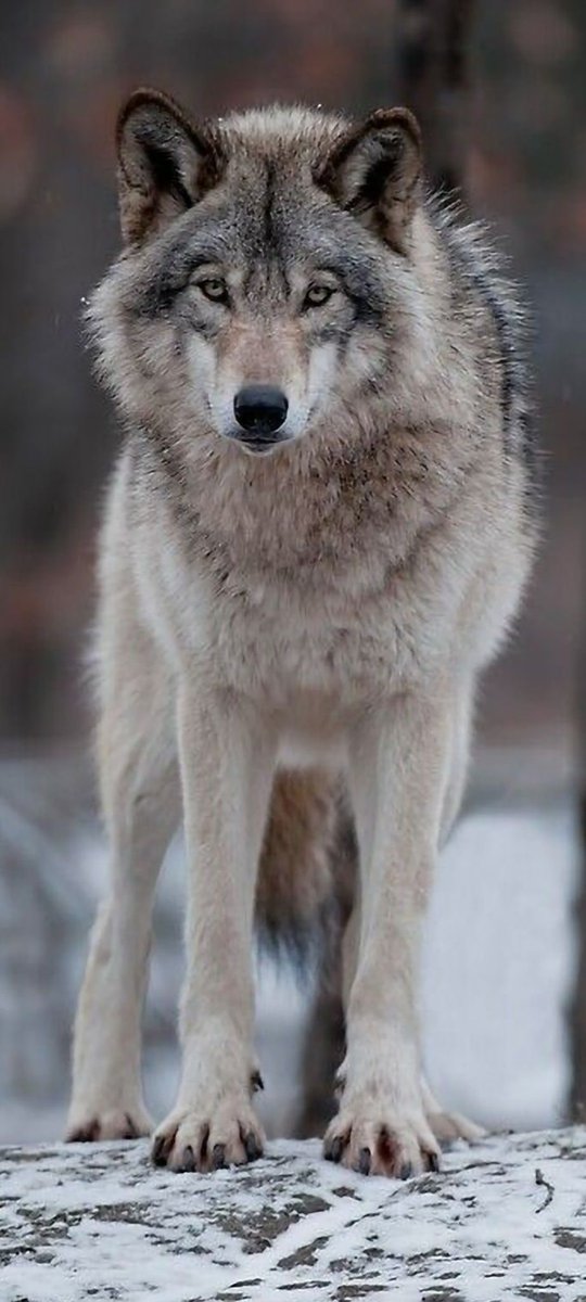 Wolves_Lover1's tweet image. perfect shoot