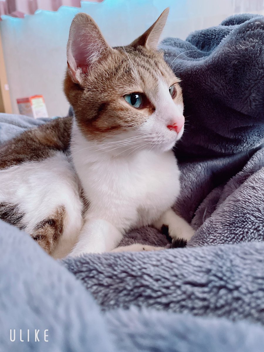 もも🍑 tweet media