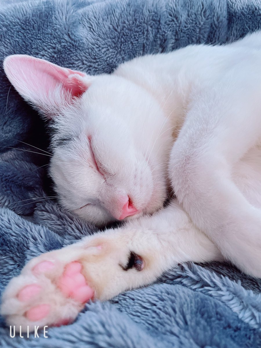 もも🍑 tweet media